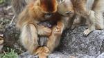 Khám phá bất ngờ về việc loài khỉ biết đỡ đẻ cho nhau