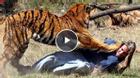 Hổ xổng chuồng cắn chết nhân viên vườn thú lâu năm