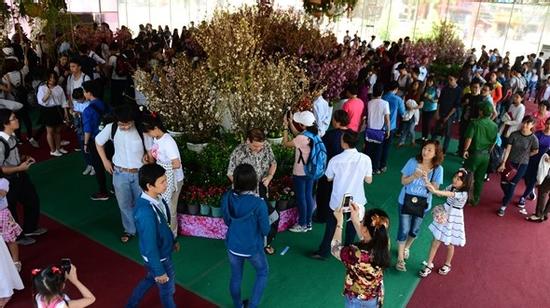 Hoa anh đào Sài Gòn ướp lạnh trong nhà kính