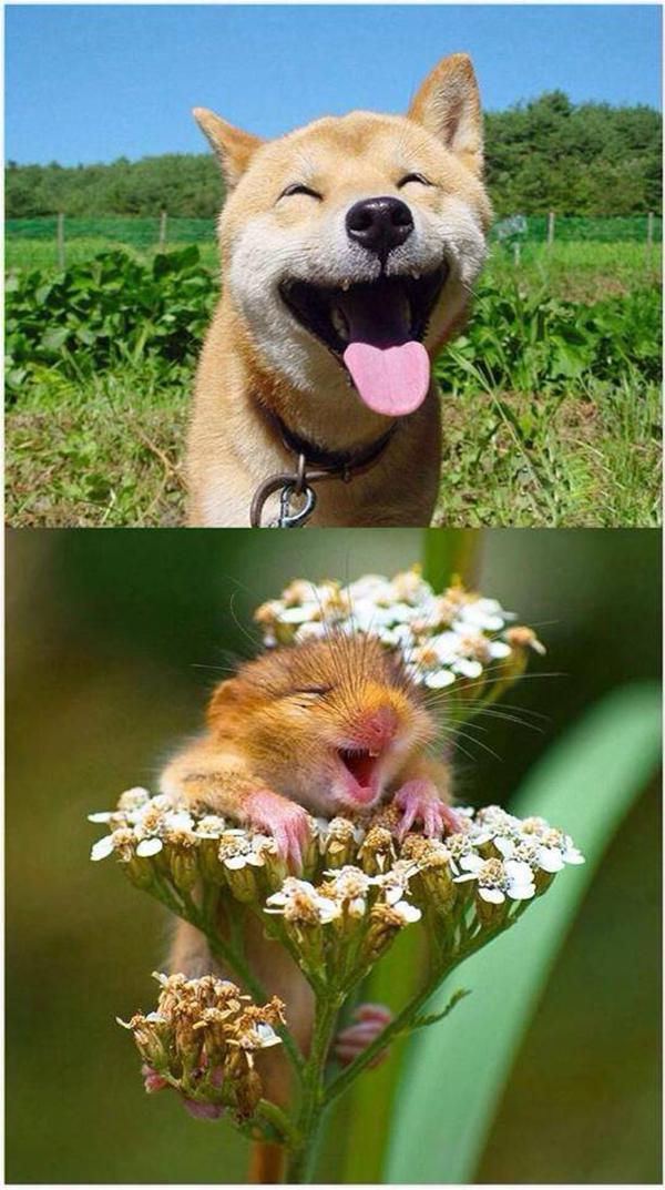 3 глава улыбающиеся зверьки. Счастливые животные. Животные с улыбкой. Животные улыбаются с цветами. Счастье животных.
