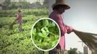 Dân trồng rau ở Thanh Hóa yêu cầu VTV bồi thường