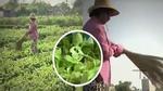 Dân trồng rau ở Thanh Hóa yêu cầu VTV bồi thường