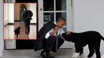 Cận cảnh hai chú chó được Tổng thống Obama hết mực cưng chiều