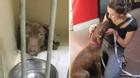 Ấm lòng với hình ảnh hạnh phúc của 15 bé thú cưng sau khi được nhận nuôi