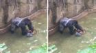 Rớt nước mắt với hành động cuối cùng của chú khỉ Harambe trước khi bị bắn