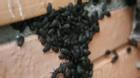 Hàng nghìn con bọ đậu đen tấn công nhà dân