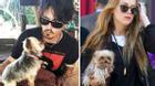 Johnny Depp tranh quyền nuôi...chó cưng với vợ trẻ