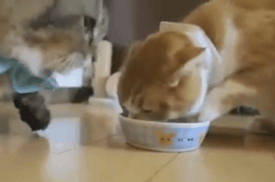 Điều gì sẽ xảy ra khi hai chú mèo cùng ăn chung... 1 bát