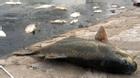 Hà Nội: Hàng chục tấn cá chết nổi trắng hồ Hoàng Cầu