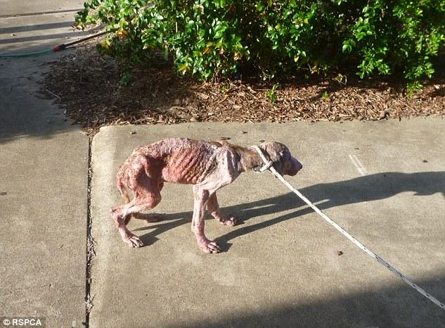 Chó đói lở loét là tình trạng đáng thương mà rất nhiều chú chó đường phố phải đối mặt. Nhưng bức ảnh này sẽ con truyền tải được thông điệp về sự hy vọng và sự giúp đỡ mà chúng ta có thể mang đến để cứu giúp những chú chó này.
