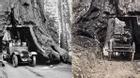 Những đường hầm thân cây quái dị nhất hành tinh