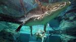 Cô gái xinh đẹp lặn cùng cá sấu khổng lồ dài 5m