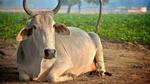 Ấn Độ: Chắt vàng từ nước tiểu bò