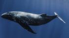 Câu chuyện buồn về chú cá voi cô đơn nhất thế giới