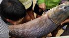 Thái Nguyên: Bắt được cá trắm 