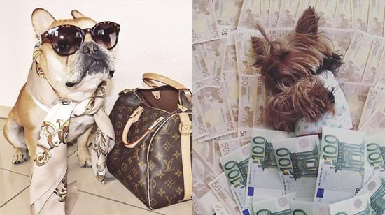 Cuộc sống sang chảnh đến phát ghen của hội... những chú chó nhà giàu trên Instagram