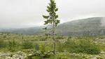 cây già nhất thế giới có tuổi thọ 9.550 năm