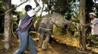 Câu chuyện đau lòng đằng sau những con voi hiền hòa tại Thái Lan