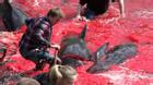 Bờ biển nhuốm màu đỏ máu sau vụ thảm sát cá voi hoa tiêu gây phẫn nộ toàn châu Âu