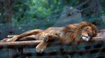 Khủng hoảng lương thực tại Venezuela: hơn 50 động vật bị bỏ đói tới chết trong sở thú