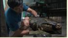 Bắt được kỳ đà to như... cá sấu trên kênh rạch tại Sài Gòn