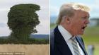 Kỳ lạ cây mọc tự nhiên giống hệt Donald Trump