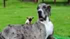 Chú chó cao nhất thế giới gặp chú chó bé nhất nước Anh