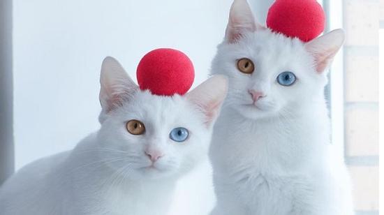 Rụng tim với vẻ đẹp 