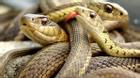 Người đàn ông Mỹ chết bí ẩn cùng 70 con rắn trong nhà