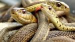 Người đàn ông Mỹ chết bí ẩn cùng 70 con rắn trong nhà