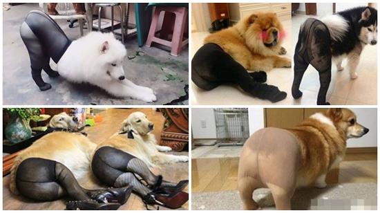 Chết cười với những hình ảnh chú cún diện quần tất sexy nhất quả đất