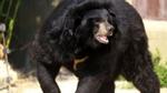 Nhật Bản: gấu đột nhập vào xe ô tô, giết chết nữ nhân viên trong công viên hoang dã