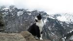 Gặp chú mèo thông minh dẫn đường cho du khách leo núi bị lạc ở Thụy Sỹ