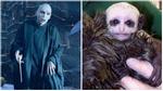 Khỉ con có khuôn mặt giống chúa tể Voldemort