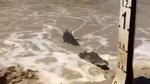 Úc: 21 cá sấu bơi ngược dòng lũ, chực sẵn chờ đớp người