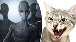 Rộ tin người ngoài hành tinh tiêu diệt mèo trên khắp nước Anh