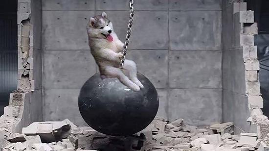 Thánh photoshop, đến husky cũng không tha