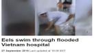 Cảnh y tá bắt lươn trong bệnh viện sau trận mưa lịch sử ở Sài Gòn lên báo nước ngoài