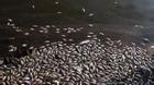 Cá chết trắng Hồ Tây: “Nước có thể nhiễm kim loại nặng”