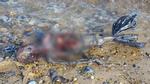 Tìm thấy xác Người cá thối rữa trôi dạt vào bờ biển