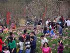 Vườn đào Nhật Tân đông đúc du khách ngày nghỉ lễ