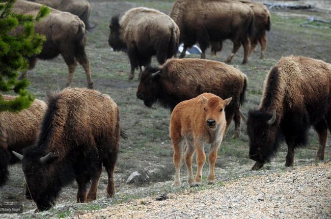 2. Vì lo sợ chú bò rừng bizon bị lạnh, 2 du khách tại Công viên quốc gia Yellowstone đã đưa nó lên ô tô để chở về trạm quản lý. Tuy nhiên, chính hành động này lại khiến chú bò đã bị gia đình và cộng đồng ruồng bỏ, cuối cùng, nó đã bị các nhân viên tiêm thuốc an tử.