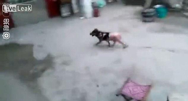 Video chú chó vùng dậy chạy thoát dù bị luộc sống, vặt lông khiến nhiều người xót xa - Ảnh 3.