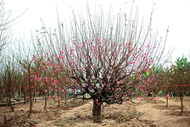 Đào cổ thụ cũng rất kén người chơi bởi thân cây to, chỉ những cơ quan, công ty hoặc gia đình có điều kiện với mặt bằng rộng mới thuê cây về để bày trong dịp Tết.