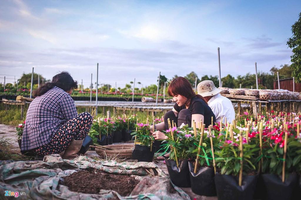 Chỉ còn chưa đầy 3 tuần nữa là đến Tết Nguyên Đán, người dân đang khẩn trương chuẩn bị vận chuyển hoa đi tiêu thụ khắp nơi. Trong ảnh là Thanh Kiều, 19 tuổi, cùng bố mẹ tỉ mẩn cố định từng chậu hoa.