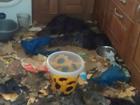 Video: Khung cảnh kinh hoàng bên trong căn nhà nơi 2 chú chó bị bỏ đói tới chết