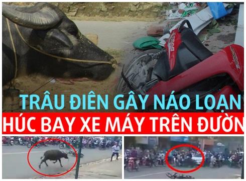 Trâu điên gây náo loạn rượt đuổi chủ, húc bay xe máy trên đường