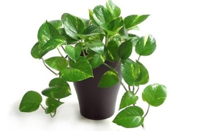 Cây cỏ gương: Cây cỏ gương còn được gọi là cây tiền Trung Quốc (Chinese money plant). Đây là loại cây thu hút sự giàu có và may mắn nên được đặt gần cửa chính của nhà.