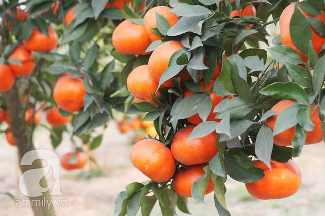 Cam canh chính gốc khan hiếm nên giá bán của nó dao động từ 120 – 150.000 đồng/kg (cao gấp 2 – 3 lần so với những loại cam canh trồng ở nơi khác).