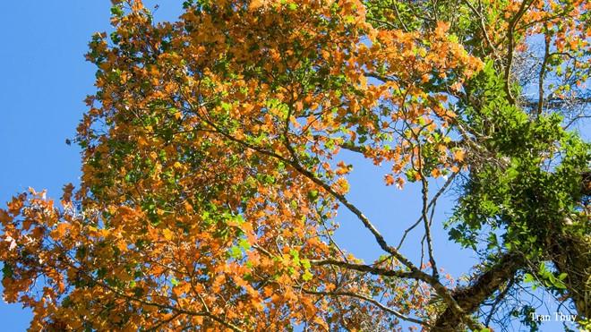 6 vung la phong tuyet dep khap ca nuoc hinh anh 4